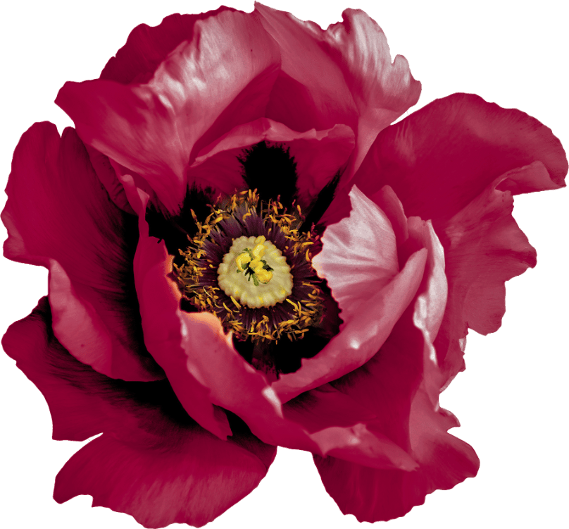 pink flower