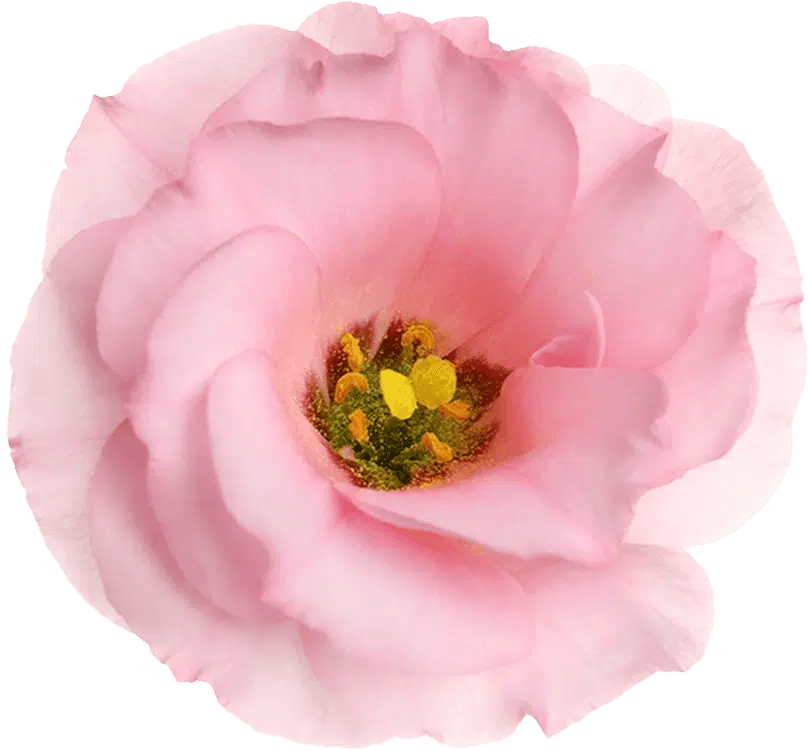 pink flower